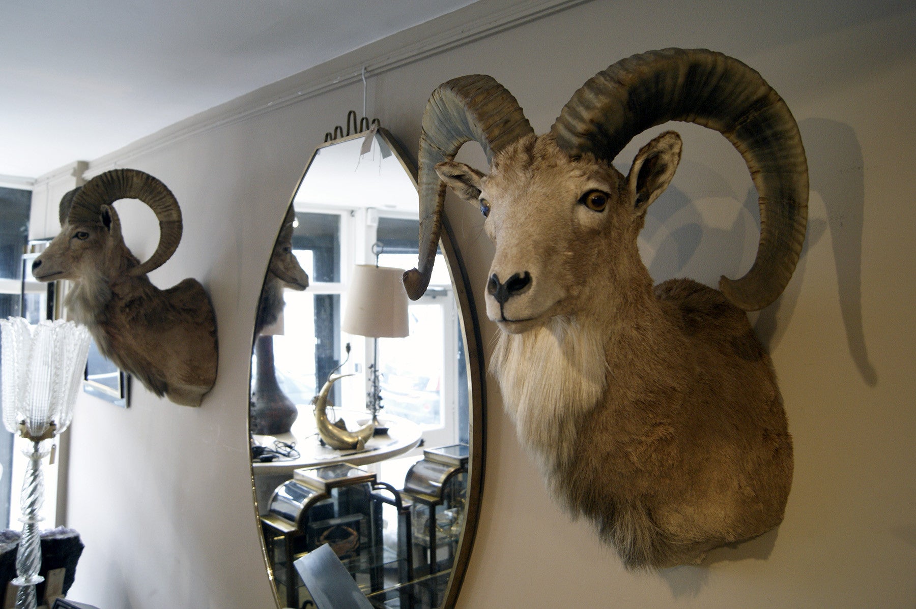 X Matching Pair of Taxidermy Mountain Goats