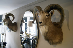 X Matching Pair of Taxidermy Mountain Goats